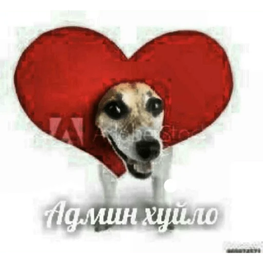 СМС животное порода собак