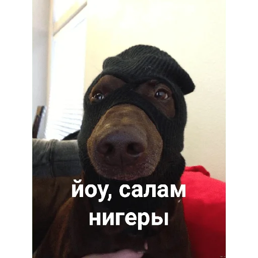 порода собак собака домашнее животное