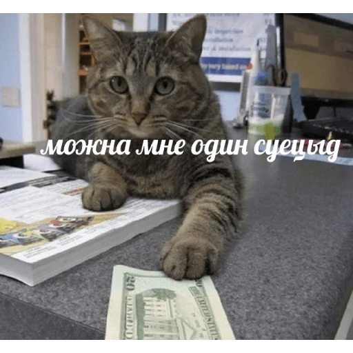 кошки малого и среднего размера кошачьи СМС