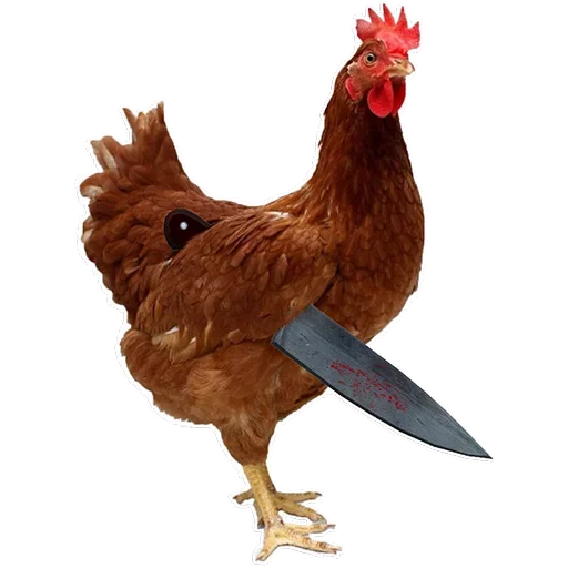 Пак Курей - птицеводство