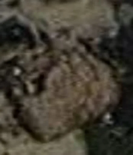 Sticker pahom_bednost - 1