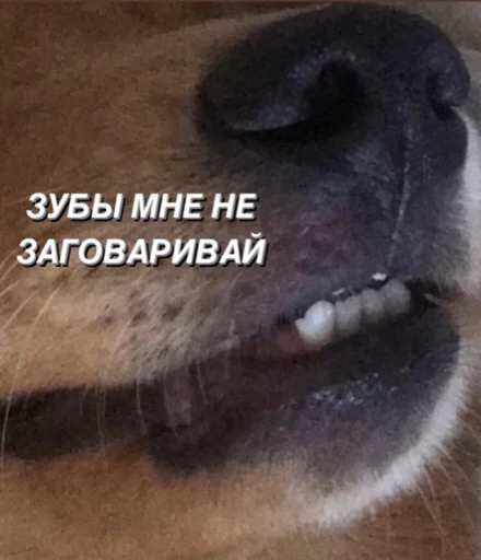 От псины и петуха - 