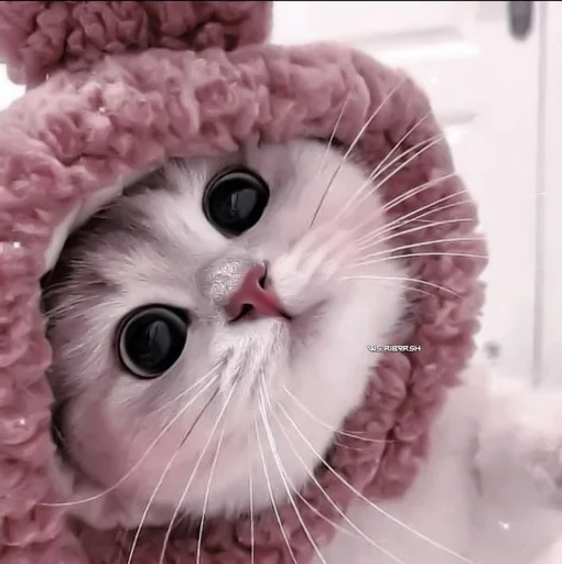 кошки малого и среднего размера мех кошка