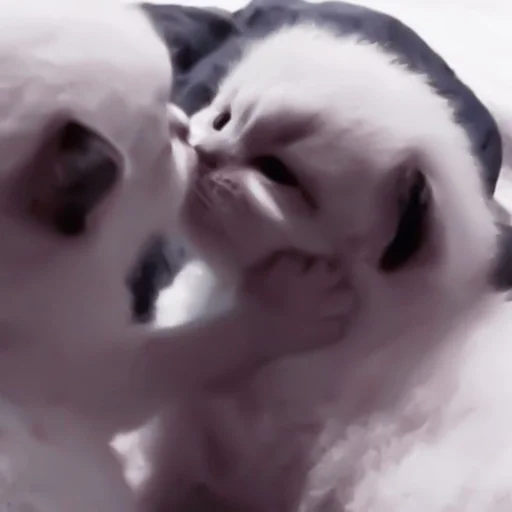 животное млекопитающее кошка