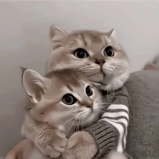 животное млекопитающее кошка