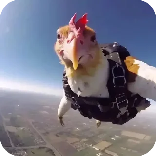 Стикер ЧЕКНИ ТУТ МЕМЫ ➡️ @pakkazz - 2