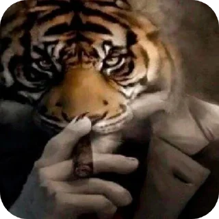 Стикер ЧЕКНИ ТУТ МЕМЫ ➡️ @pakkazz - 0