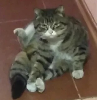 Стикер пак номер 3 - 4