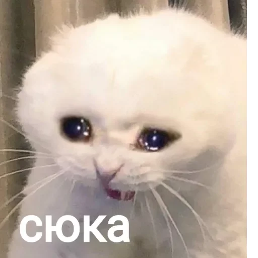 Стикер pakpups2 - 1