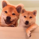 shibe - животное