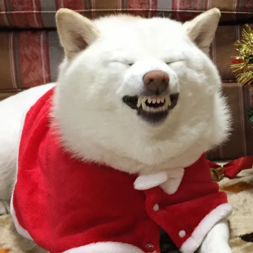 christmas animal red