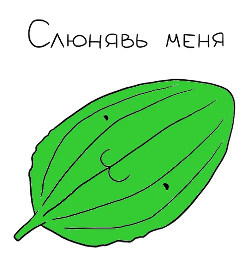 Подорожничек - 