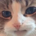 Стикер pantsupack - 5