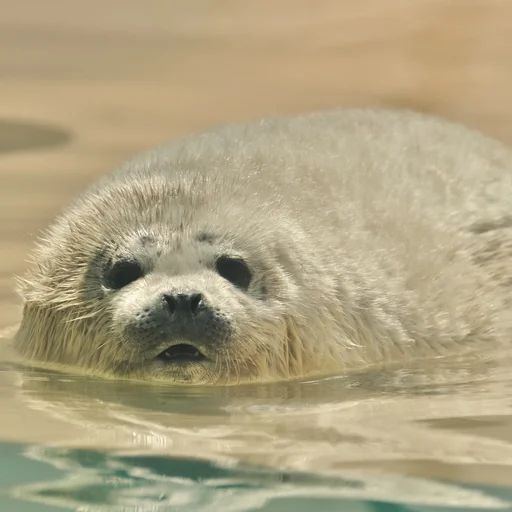 animal mammal marine mammal