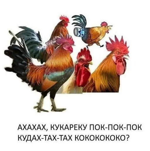 gallinaceous bird poultry comb