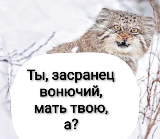 animal mammal wildcat