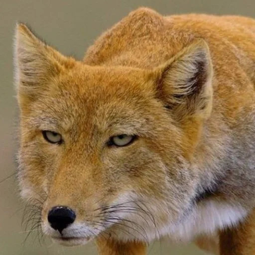 animal mammal fox