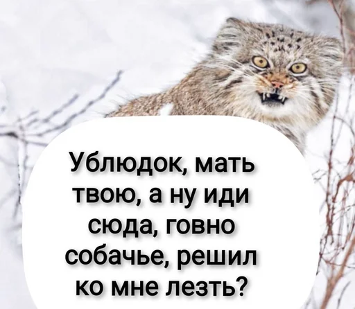 animal mammal wildcat