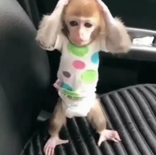 Стикер papasconsalsa - 1