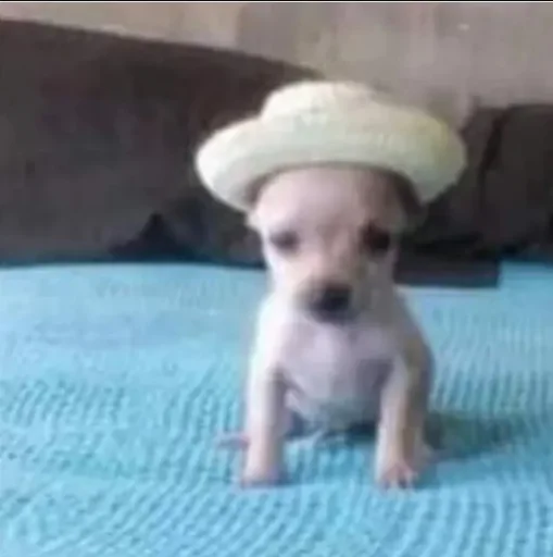 Sticker papasconsalsa - 1