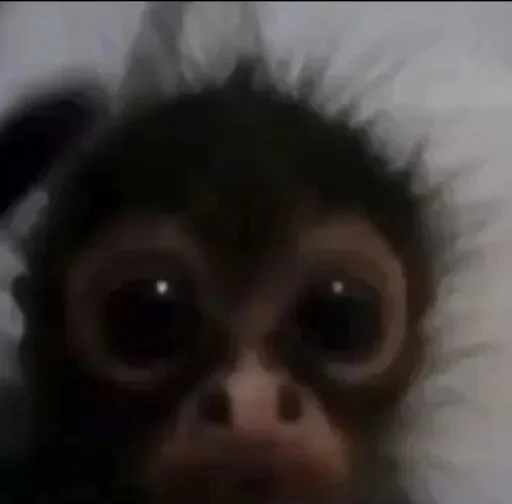 Sticker papasconsalsa - 1