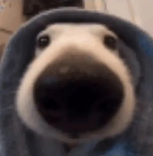 Sticker papasconsalsa - 1