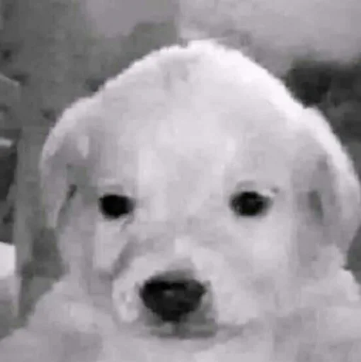 Стикер papasconsalsa - 1