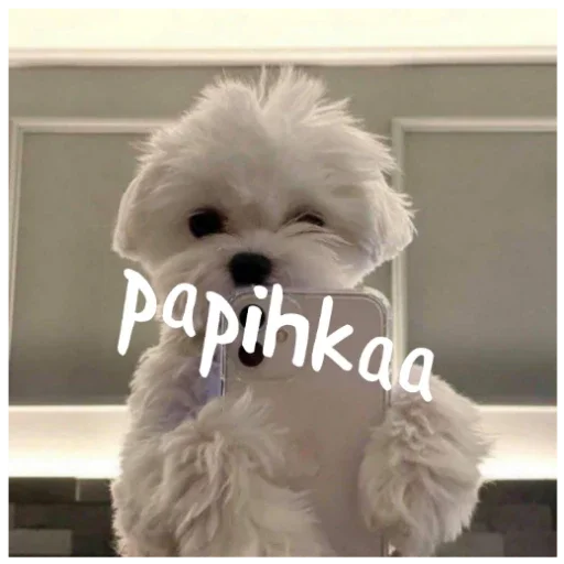 Стикер papihkaa536 - 1