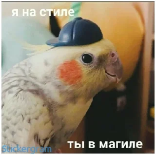 Стикер Какой же ты ущерб мать моя попугай - 8