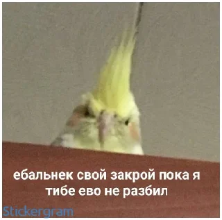 Стикер Какой же ты ущерб мать моя попугай - 6