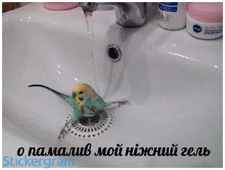 Стикер Какой же ты ущерб мать моя попугай - 10