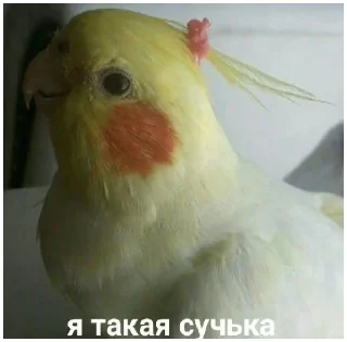 Стикер Какой же ты ущерб мать моя попугай - 7