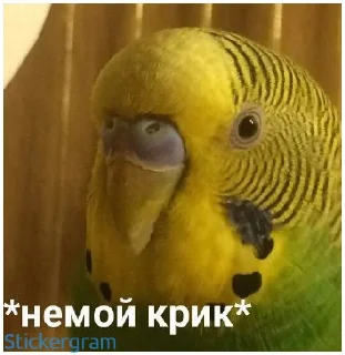 Стикер Какой же ты ущерб мать моя попугай - 5