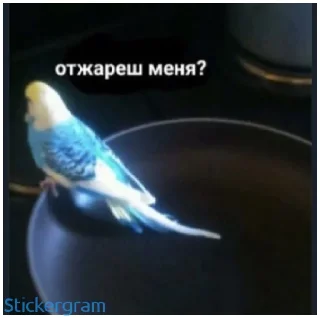 Стикер Какой же ты ущерб мать моя попугай - 11