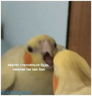 Стикер Какой же ты ущерб мать моя попугай - 9