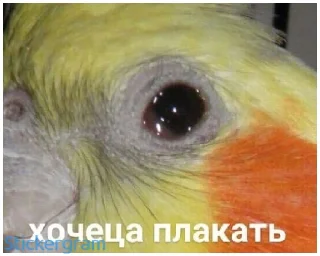 Стикер Какой же ты ущерб мать моя попугай - 4