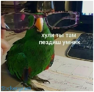 Стикер Какой же ты ущерб мать моя попугай - 3