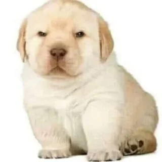 Стикер бебек - 11