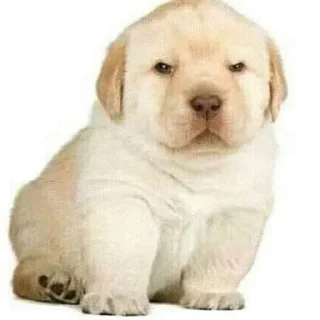 Стикер бебек - 5