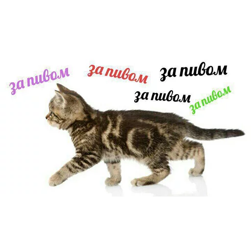 кошка домашняя кошка животное