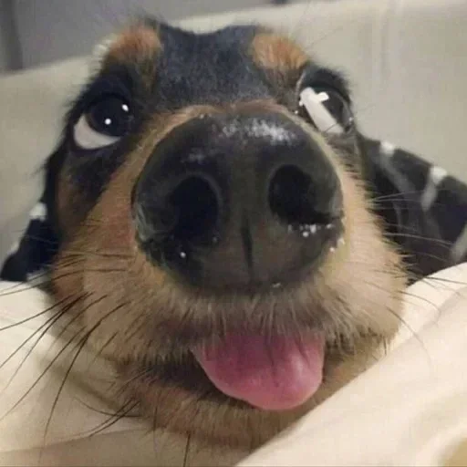 Sticker pbsbHnt_by_achestickbot - 1