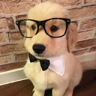 Стикер Больше стиков тут: @stikery4 - 7