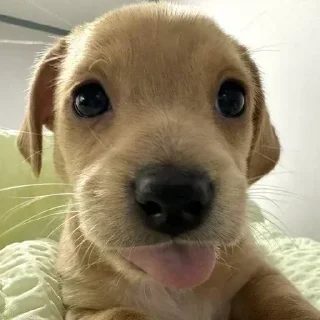 Стикер Больше стиков тут: @stikery4 - 2