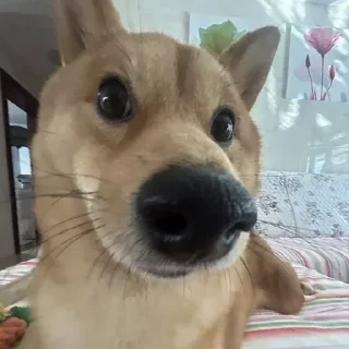 Стикер Больше стиков тут: @stikery4 - 8