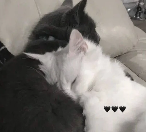 кошки малого и среднего размера кошачьи комнатный