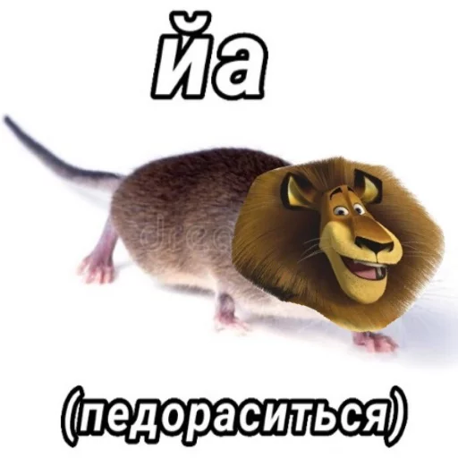 мультфильм млекопитающее грызун