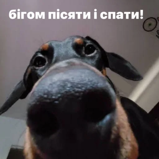 Стикер peeandsleep - 1