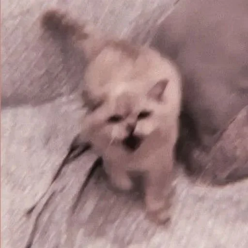 Стикер peliharaan - 6