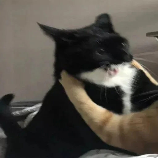 Стикер peliharaan - 1