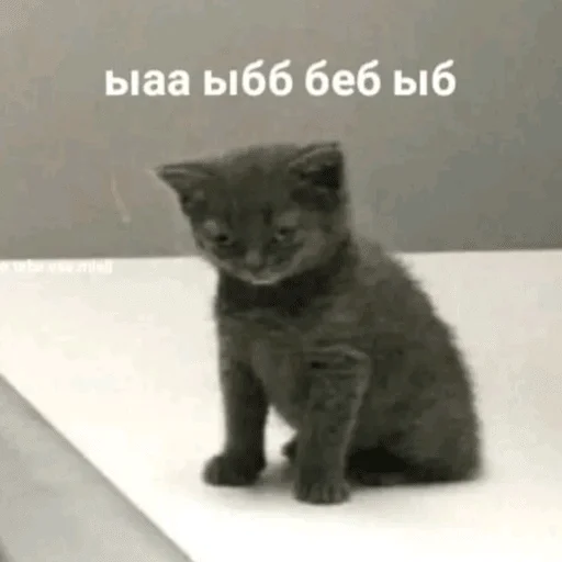 Sticker pelmenoidi - 1